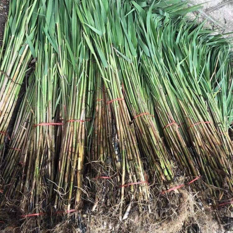 芦苇苗水生植物净化污水水质池塘绿化岸边造景花卉粽子叶竹子