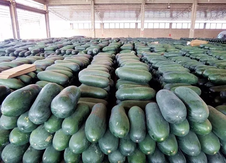 黑皮冬瓜仓储堆放场景