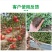矿源黄腐酸钾养护土壤提高肥效活化土壤特别添加微生物菌剂
