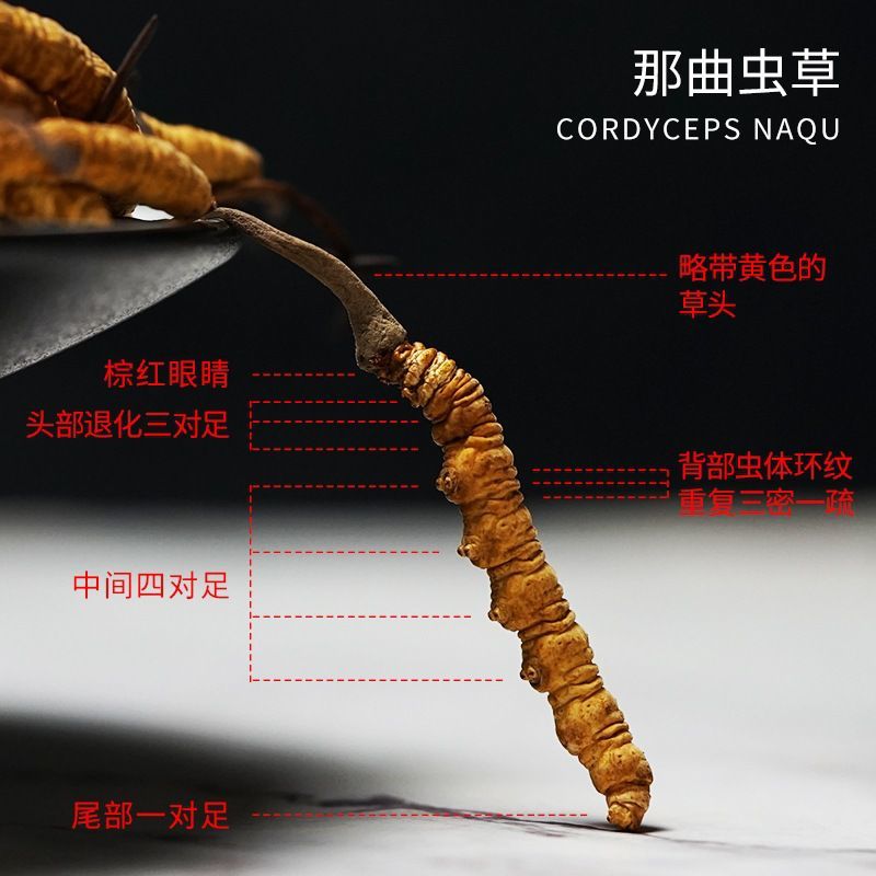 西藏那曲冬虫夏草批发西藏虫草品质有保障货到满意再付款