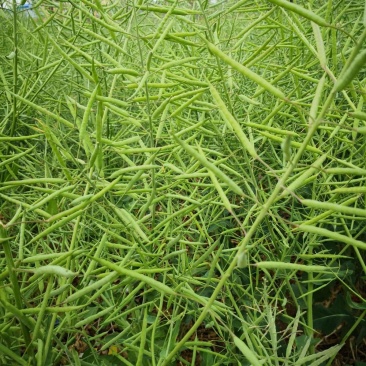 川油