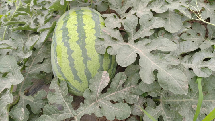 金蜜8号西瓜在果园中生长实景