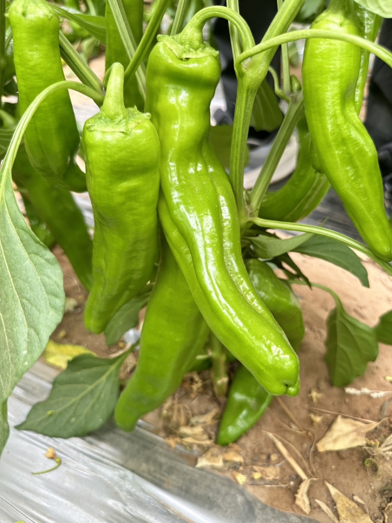 原产地鲜辣椒目前少量上市半个月以后大量成熟