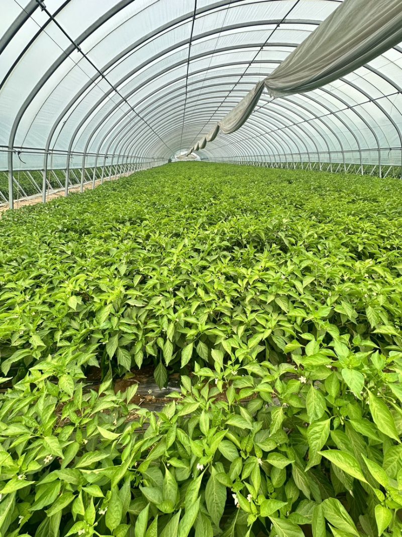 原产地鲜辣椒目前少量上市半个月以后大量成熟