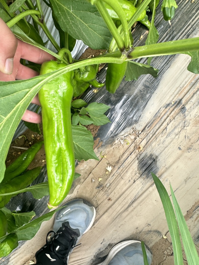 原产地鲜辣椒目前少量上市半个月以后大量成熟