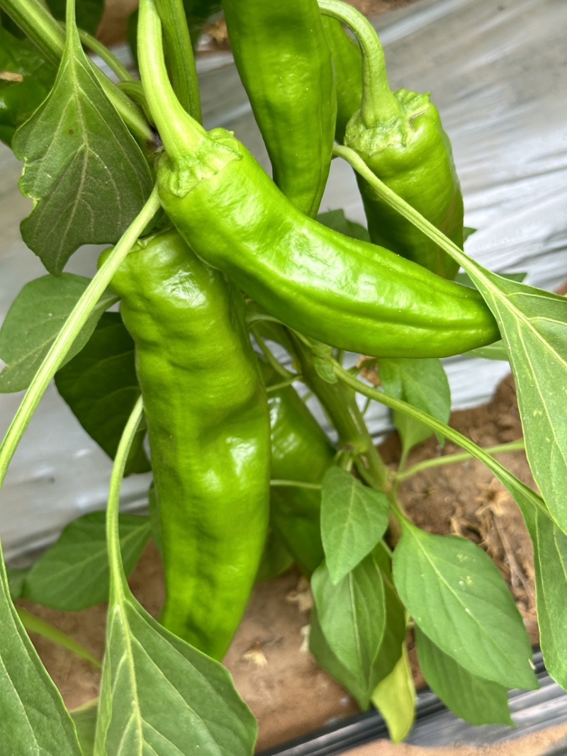 原产地鲜辣椒目前少量上市半个月以后大量成熟
