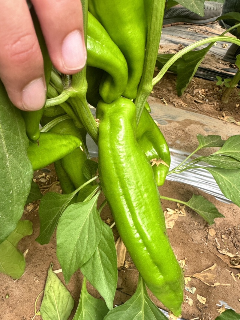 原产地鲜辣椒目前少量上市半个月以后大量成熟