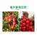 流体硼元素肥料瓜果蔬菜通用促花保果膨果着色厂家直销