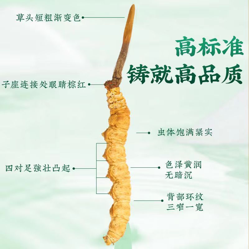 冬虫夏草西藏那曲冬虫夏草批发代发品质保障假一赔十