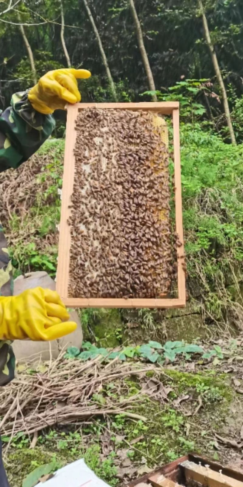 蜂蜜，土蜂蜜，西双版纳蜂蜜，欢迎电话联系沟通