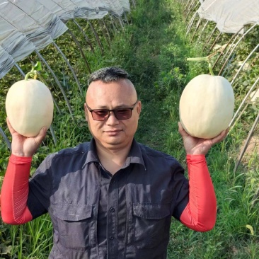 【牛商推荐东方蜜2号红金蜜红玉甜瓜，万亩大棚基地一手货源
