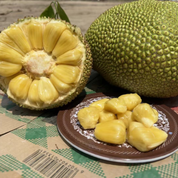 广东金包菠萝蜜大量上市中5-9斤电商市场大量有货
