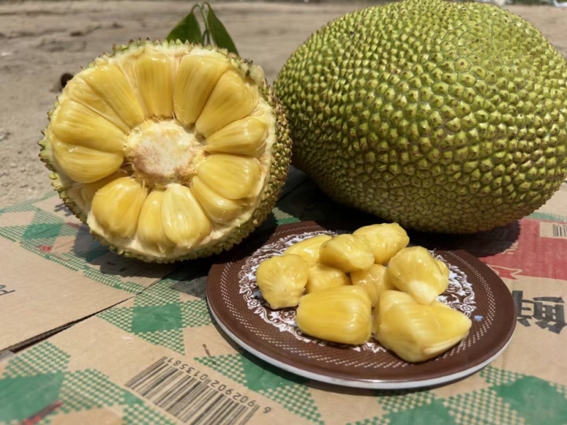 广东金包菠萝蜜大量上市中5-9斤电商市场大量有货