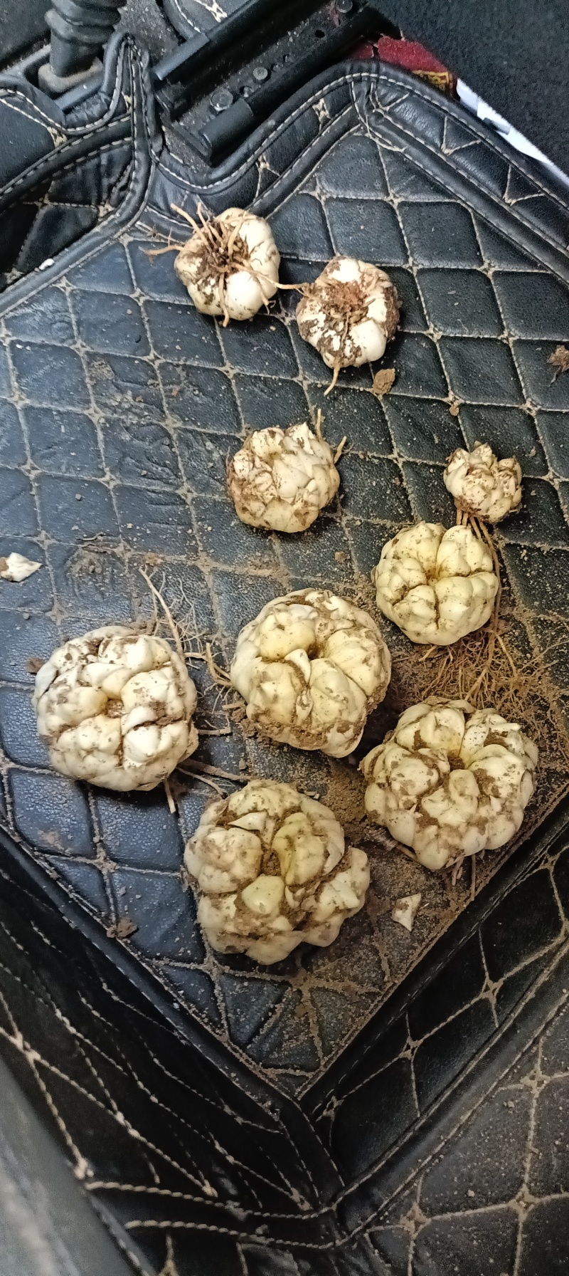 农户自家种植百合，价格便宜，挣点辛苦钱