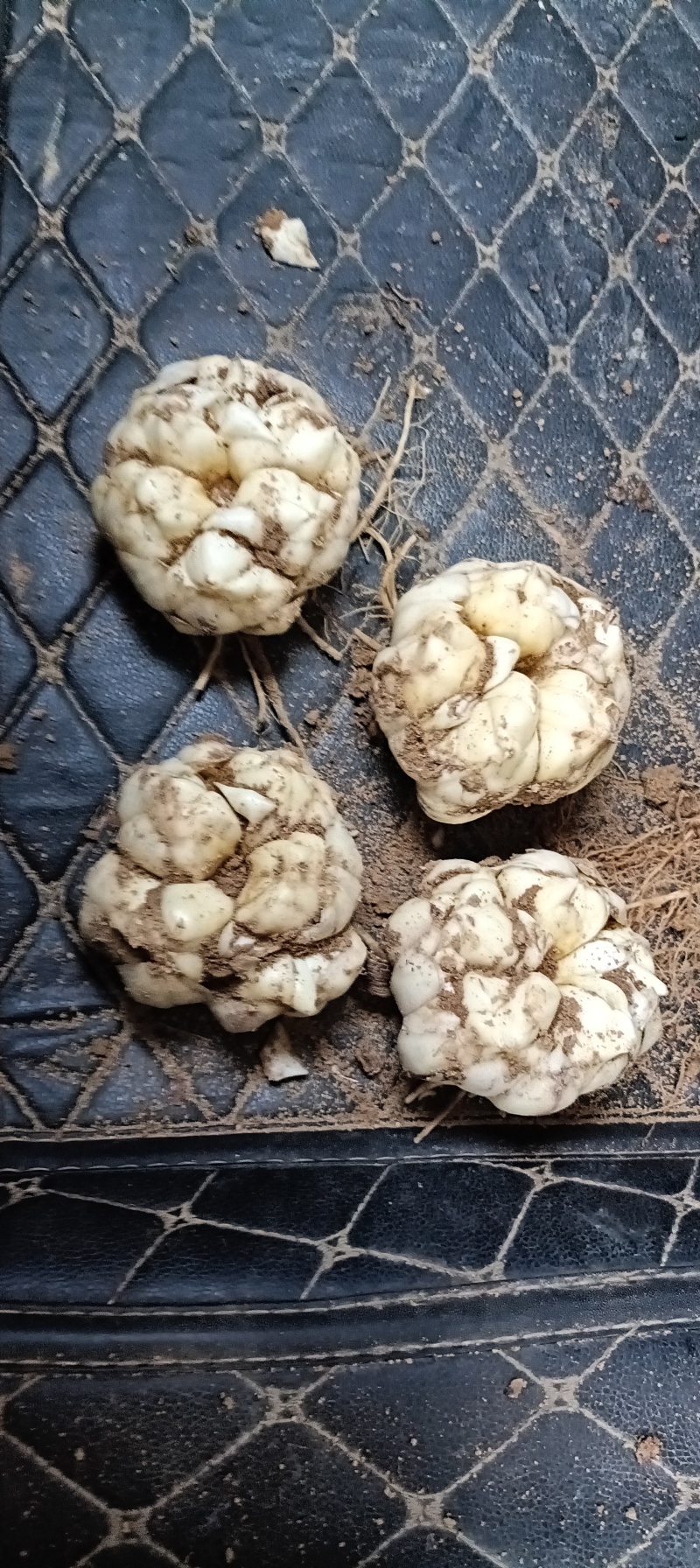 农户自家种植百合，价格便宜，挣点辛苦钱