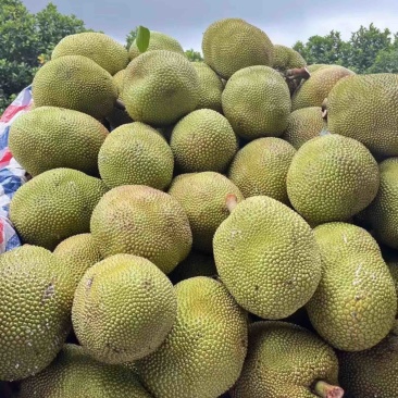 广东菠萝蜜大量上市中，大量有货，口感很清甜