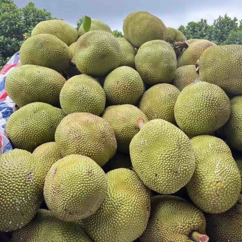 广东菠萝蜜大量上市中，大量有货，口感很清甜