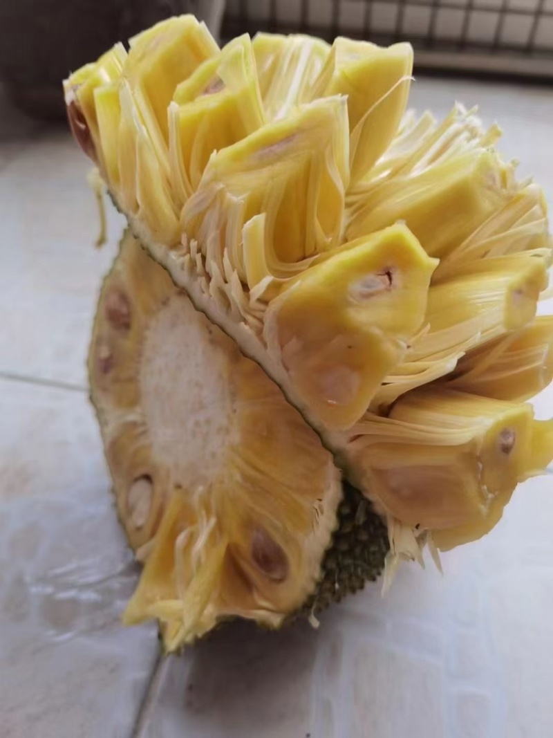 广东菠萝蜜大量上市中，大量有货，口感很清甜