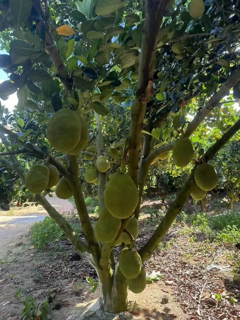 广东菠萝蜜大量上市中，大量有货，口感很清甜