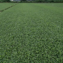 大叶油草卷