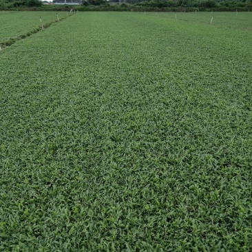 大叶油草卷
