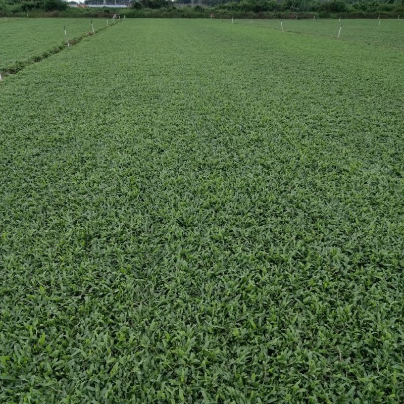 大叶油草卷