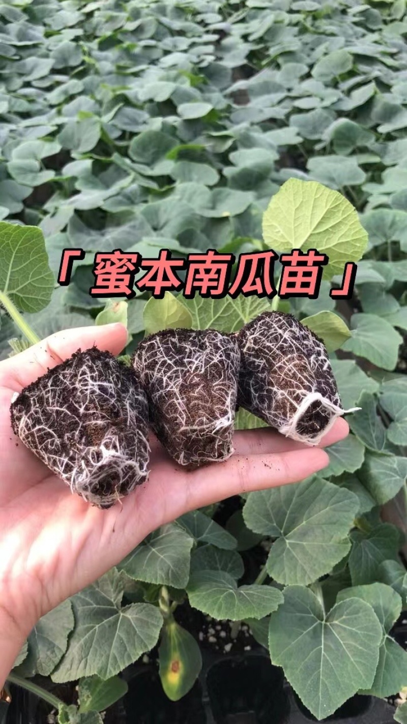 蜜本南瓜苗南瓜苗