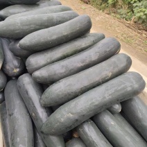 精品黑皮冬瓜大量供货产地直发品质保障对接商超欢迎咨询