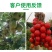磷酸二氢钾提质增产增糖着色复合肥料厂家直销量大从优