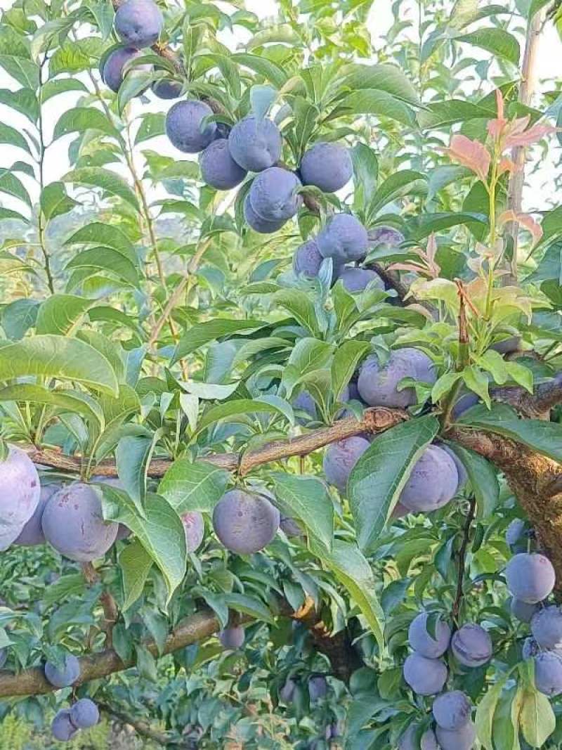 重庆万州凤凰李（又名五月脆）基地，年产量100万斤