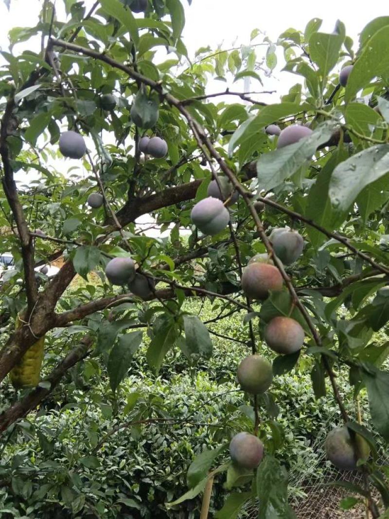 【实力李子】青红脆李大量上市品质保证量大从优