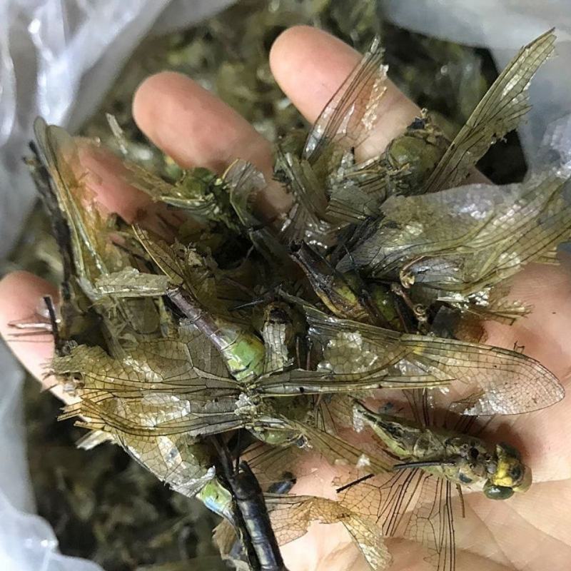 中药材蜻蜓绿蜻蜓绿色大蜻蜓干蜻蛉