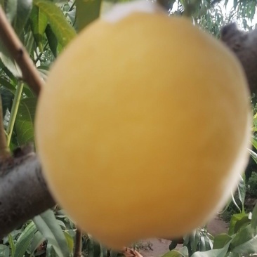 山西临猗坡上（黄金蜜毛桃）纸袋，个大，味甜，量大