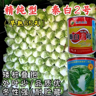 秦白2号白菜种子早熟65天大白菜冬储火锅菜好吃秋播白菜种
