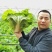 秦白2号白菜种子早熟65天大白菜冬储火锅菜好吃秋播白菜种