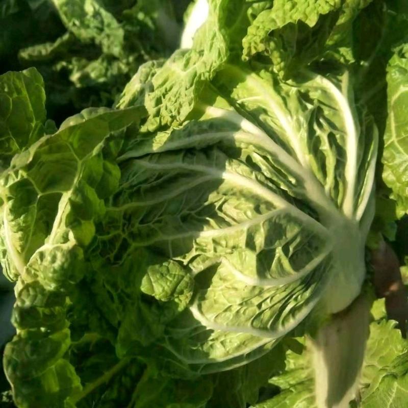 秦白2号白菜种子早熟65天大白菜冬储火锅菜好吃秋播白菜种