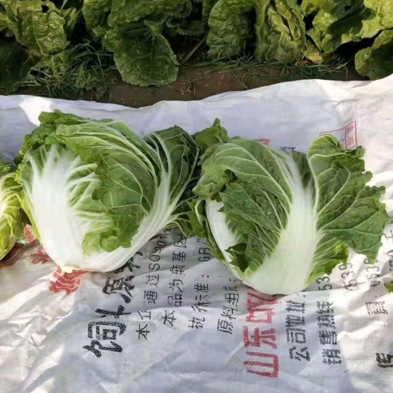 秦白2号白菜种子早熟65天大白菜冬储火锅菜好吃秋播白菜种