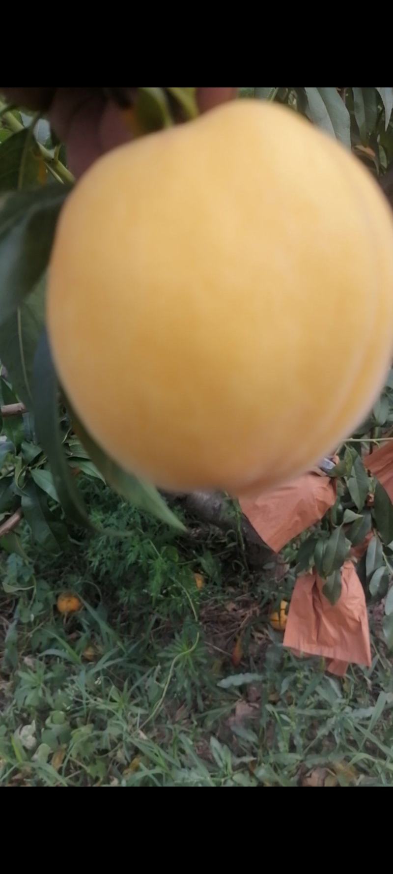 山西临猗坡上（黄金蜜毛桃）纸袋，个大，味甜，量大