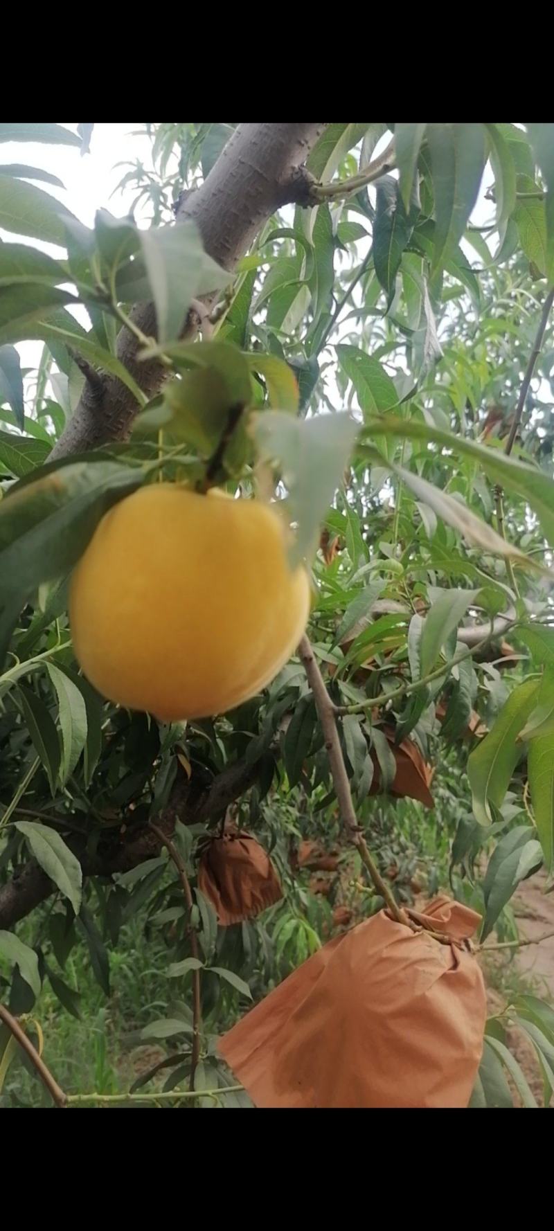 山西临猗坡上（黄金蜜毛桃）纸袋，个大，味甜，量大