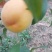 山西临猗坡上（黄金蜜毛桃）纸袋，个大，味甜，量大
