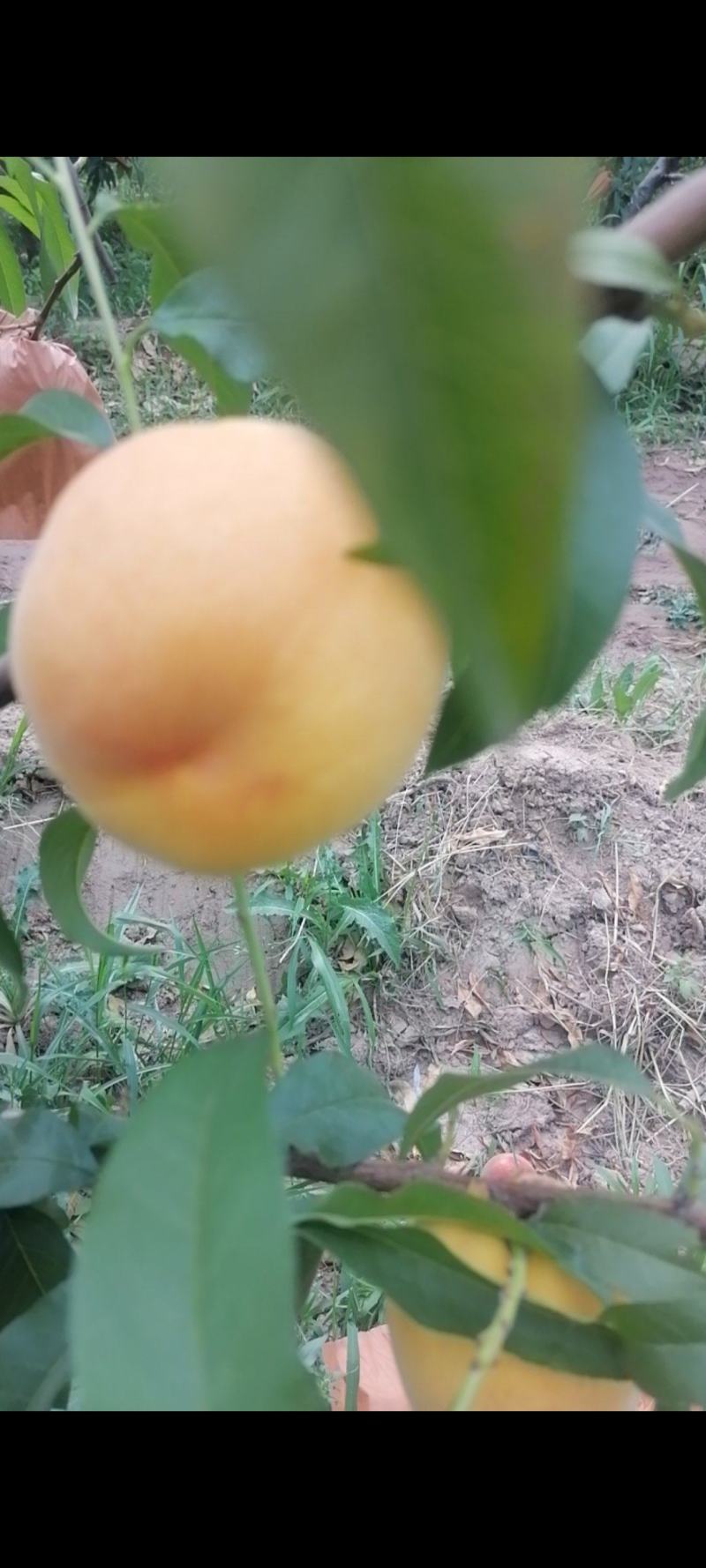山西临猗坡上（黄金蜜毛桃）纸袋，个大，味甜，量大