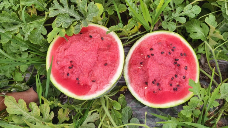 红籽西瓜在阳光下的种植园,绿叶与红色果实交相辉映 红籽西瓜种植园