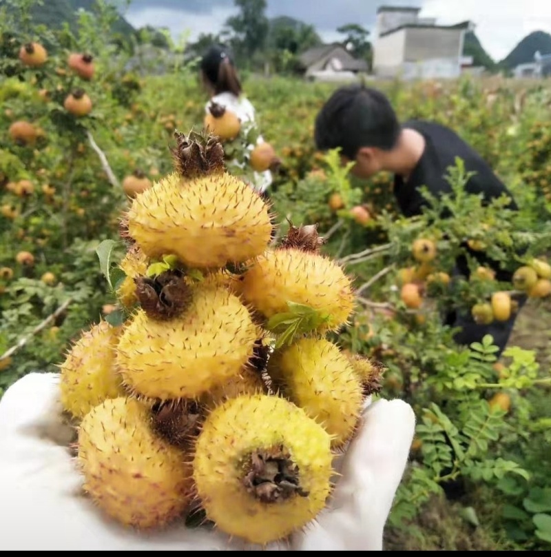 贵州刺梨