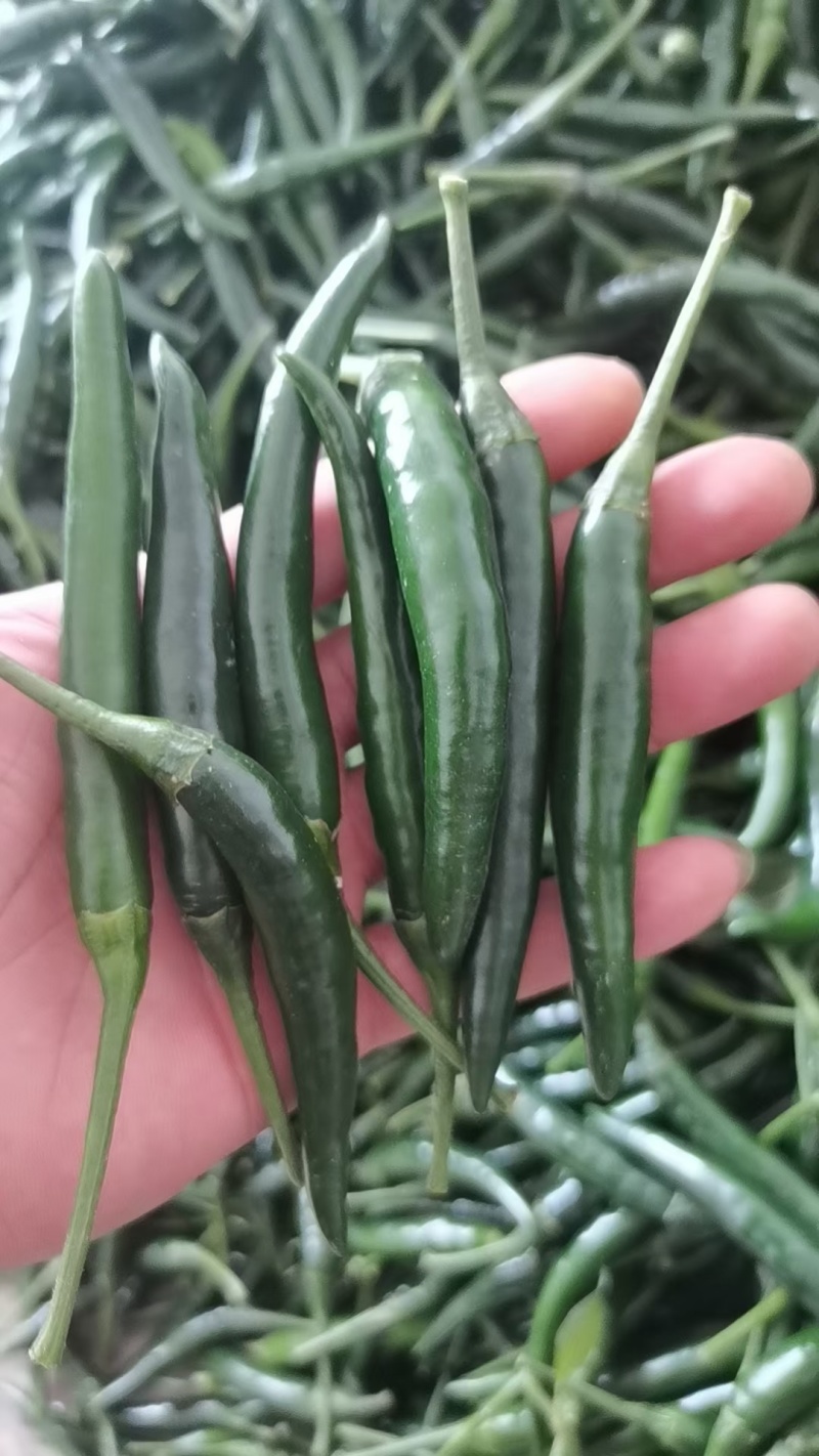 青米椒基地直供，货源充足，价格美丽，全国发货。