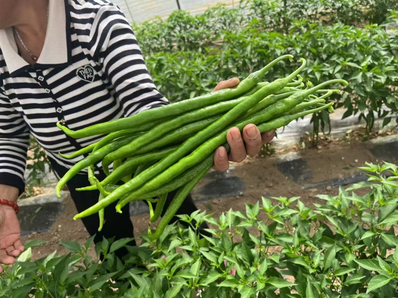 青米椒基地直供，货源充足，价格美丽，全国发货。