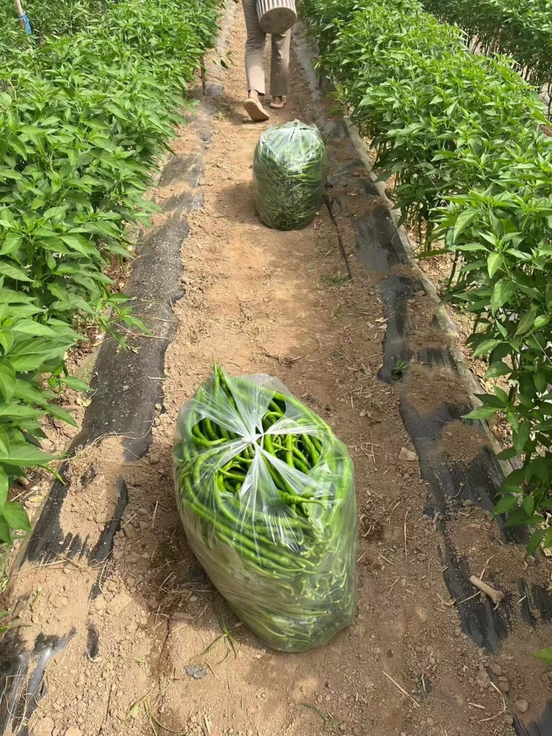 青米椒基地直供，货源充足，价格美丽，全国发货。