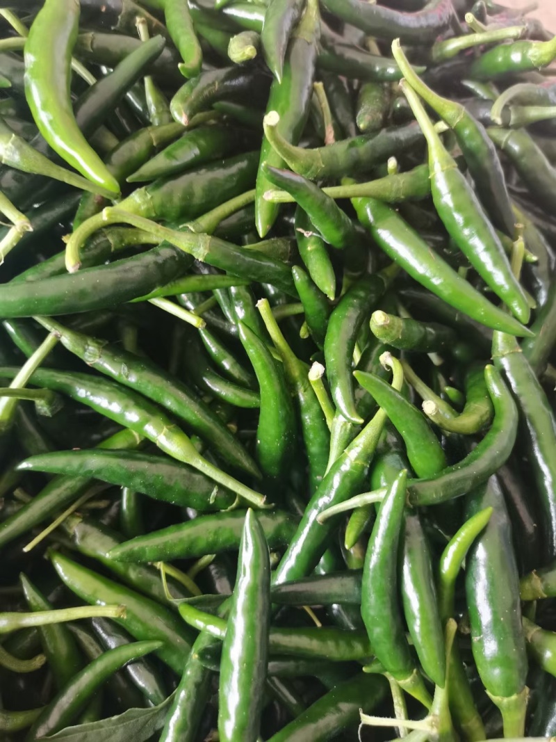 青米椒基地直供，货源充足，价格美丽，全国发货。
