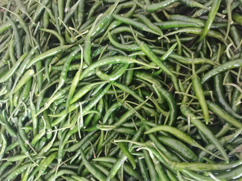 青米椒基地直供，货源充足，价格美丽，全国发货。