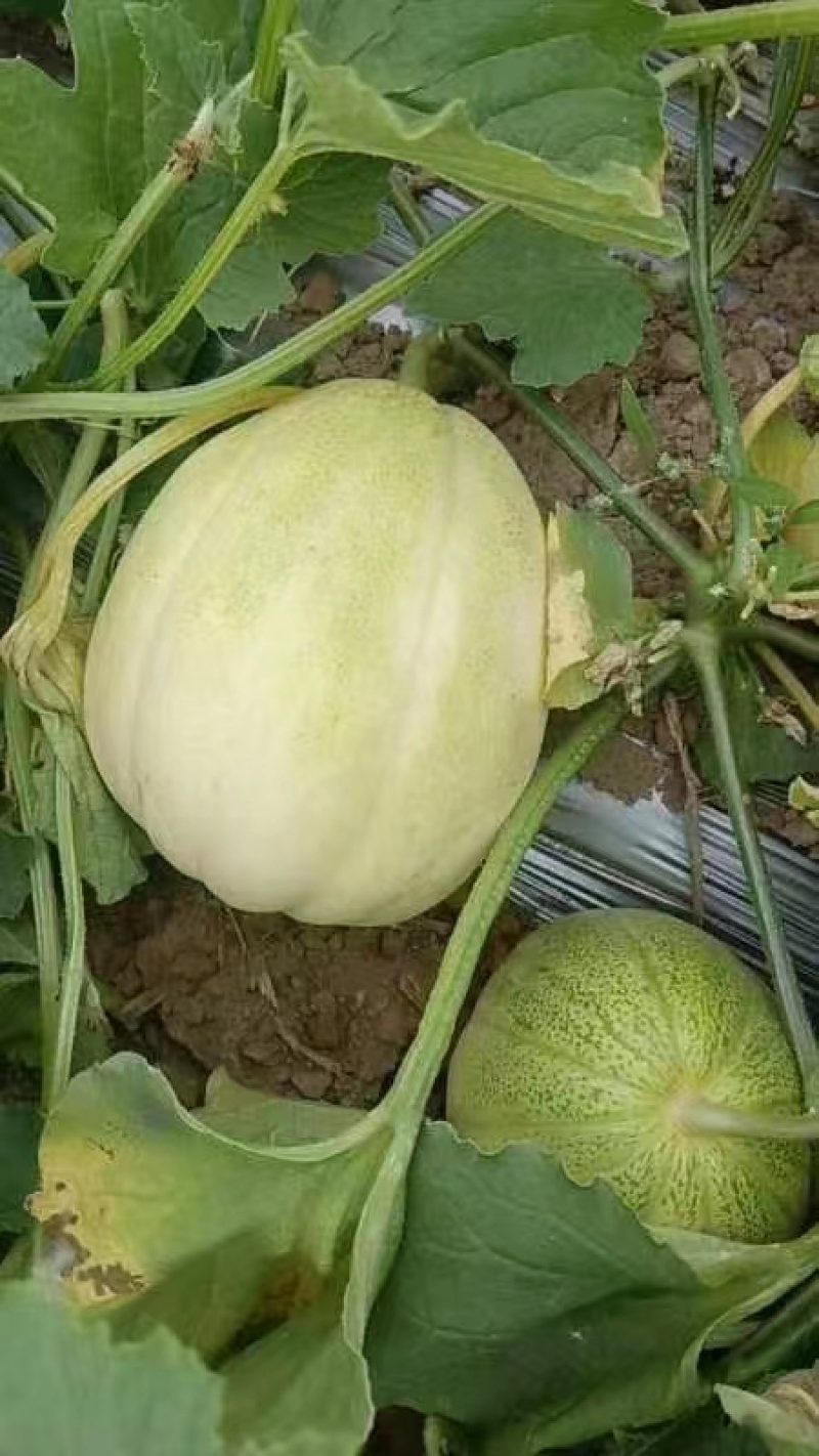 山西甜瓜忻府区小白瓜头茬小香瓜甜度高口感脆甜量大承接电商