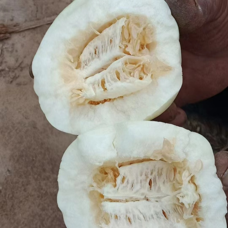 山西甜瓜忻府区小白瓜头茬小香瓜甜度高口感脆甜量大承接电商